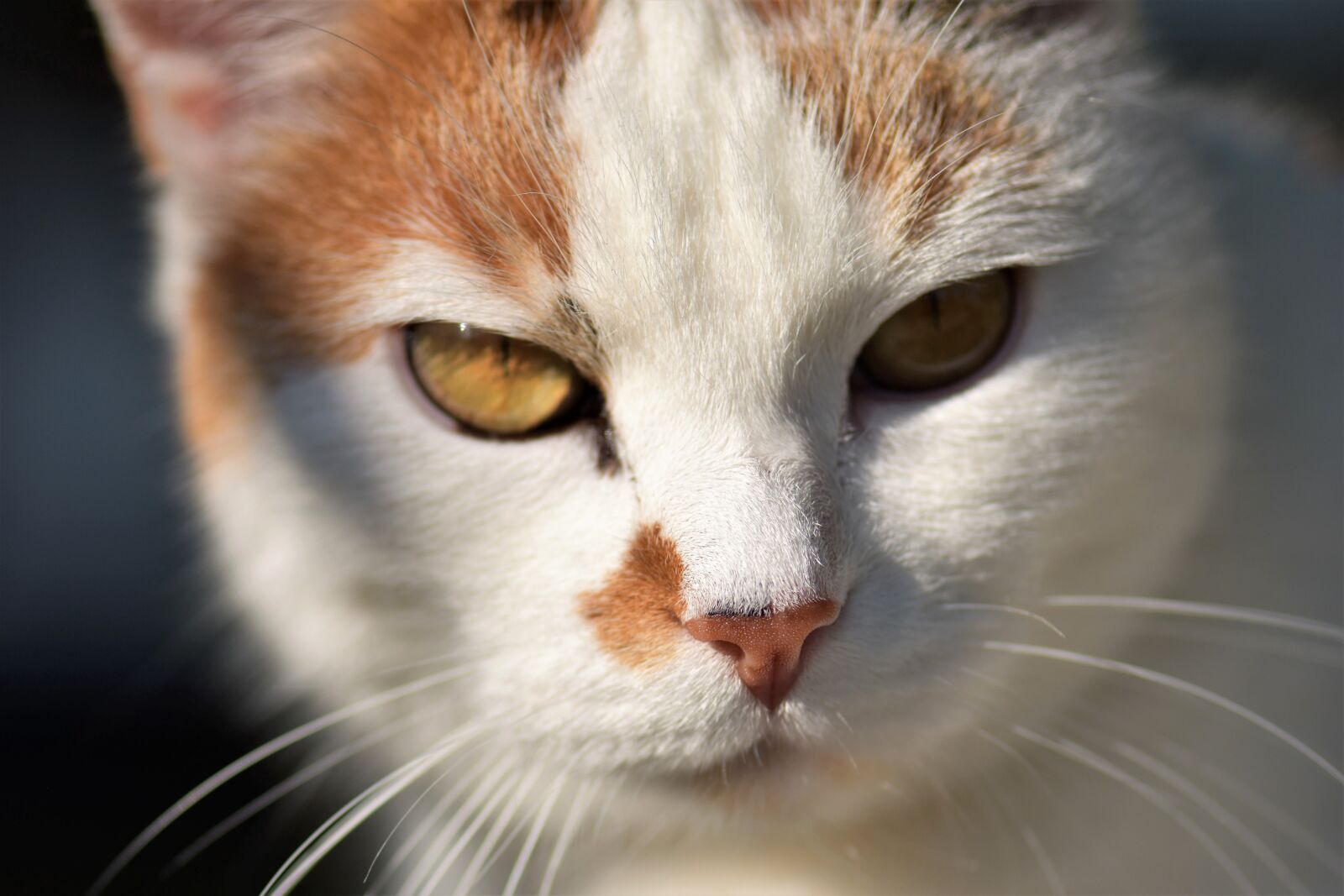 Nikon D5500 sample photo. Cat, white, pet photography
