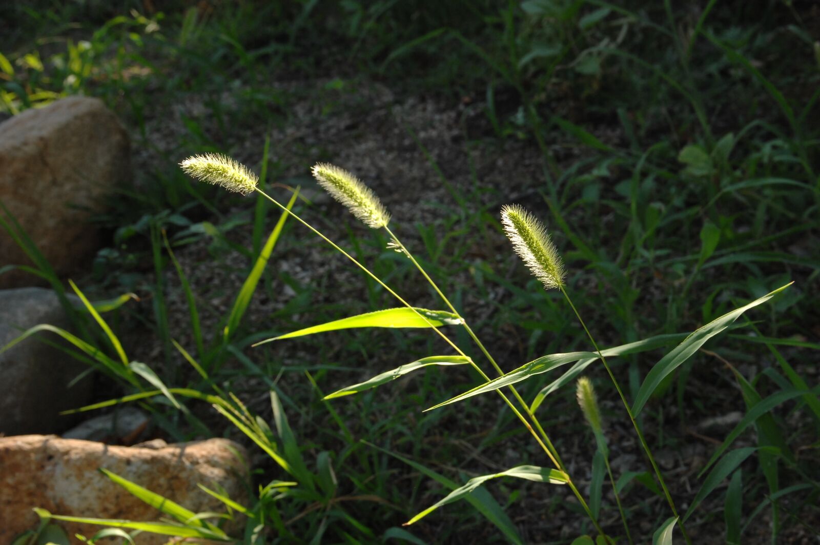 Nikon D2Xs sample photo. Foxtail, weeds, sunshine photography