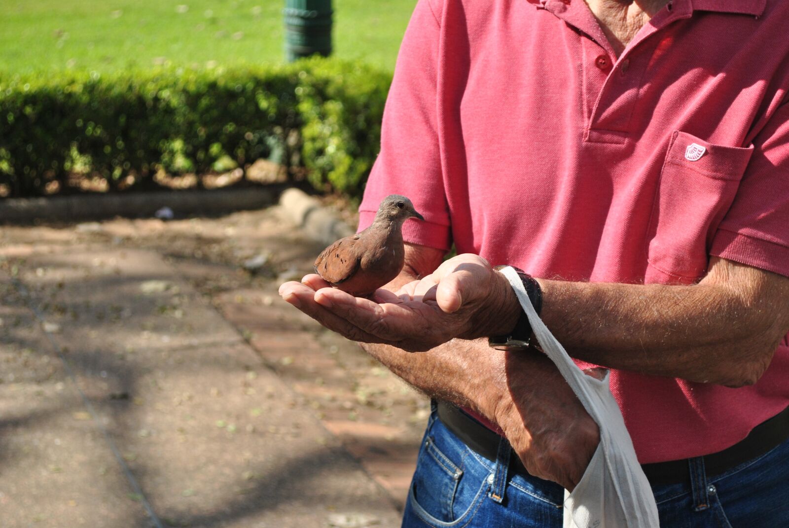Nikon D3000 sample photo. Dove, bird, food photography