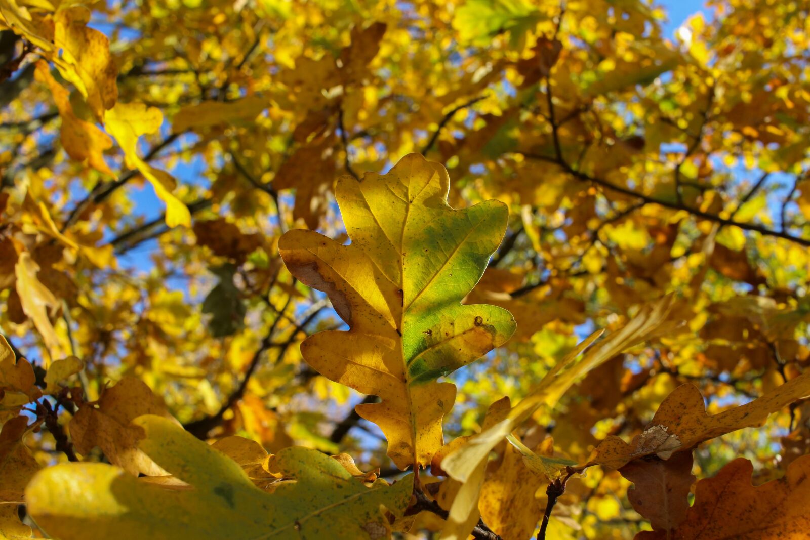 Canon EF-S 24mm F2.8 STM sample photo. Tree, leaf, yellow photography