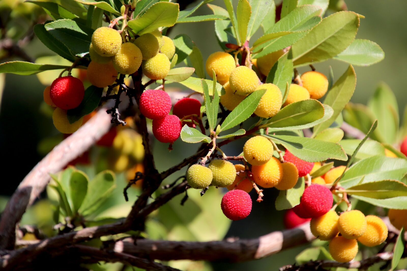 Canon EOS 800D (EOS Rebel T7i / EOS Kiss X9i) sample photo. Lychees, fruit, exotic fruits photography