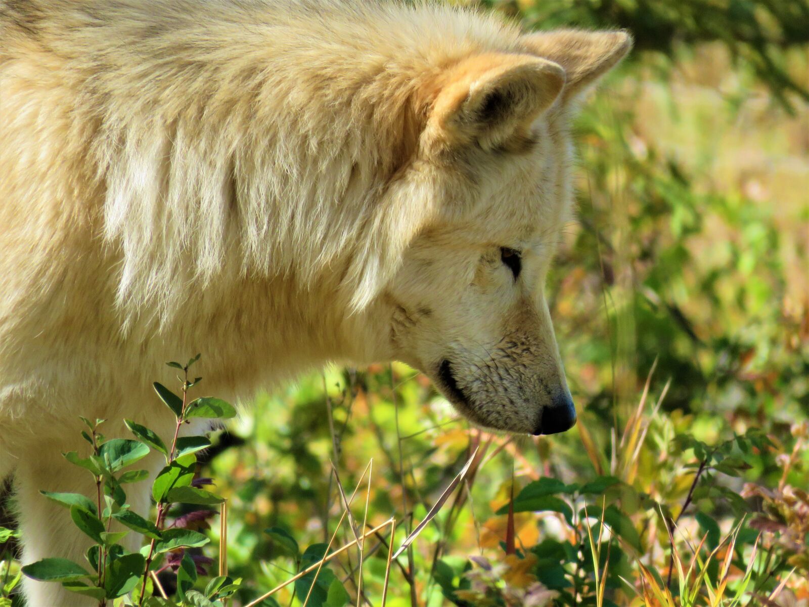 Canon PowerShot SX60 HS sample photo. Wolfdog, wolf, dog photography