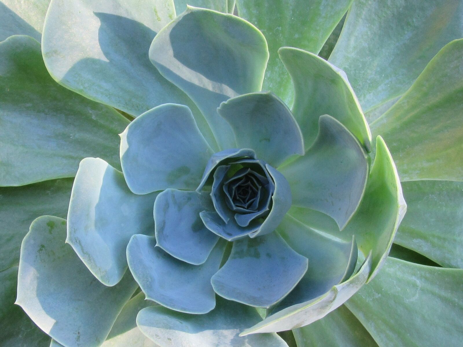 Canon PowerShot SX610 HS sample photo. Stonecrop, flower, nature photography