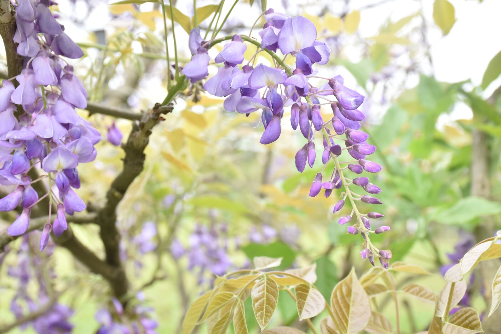 Nikon D5500 sample photo. Wisteria, flower, nature photography
