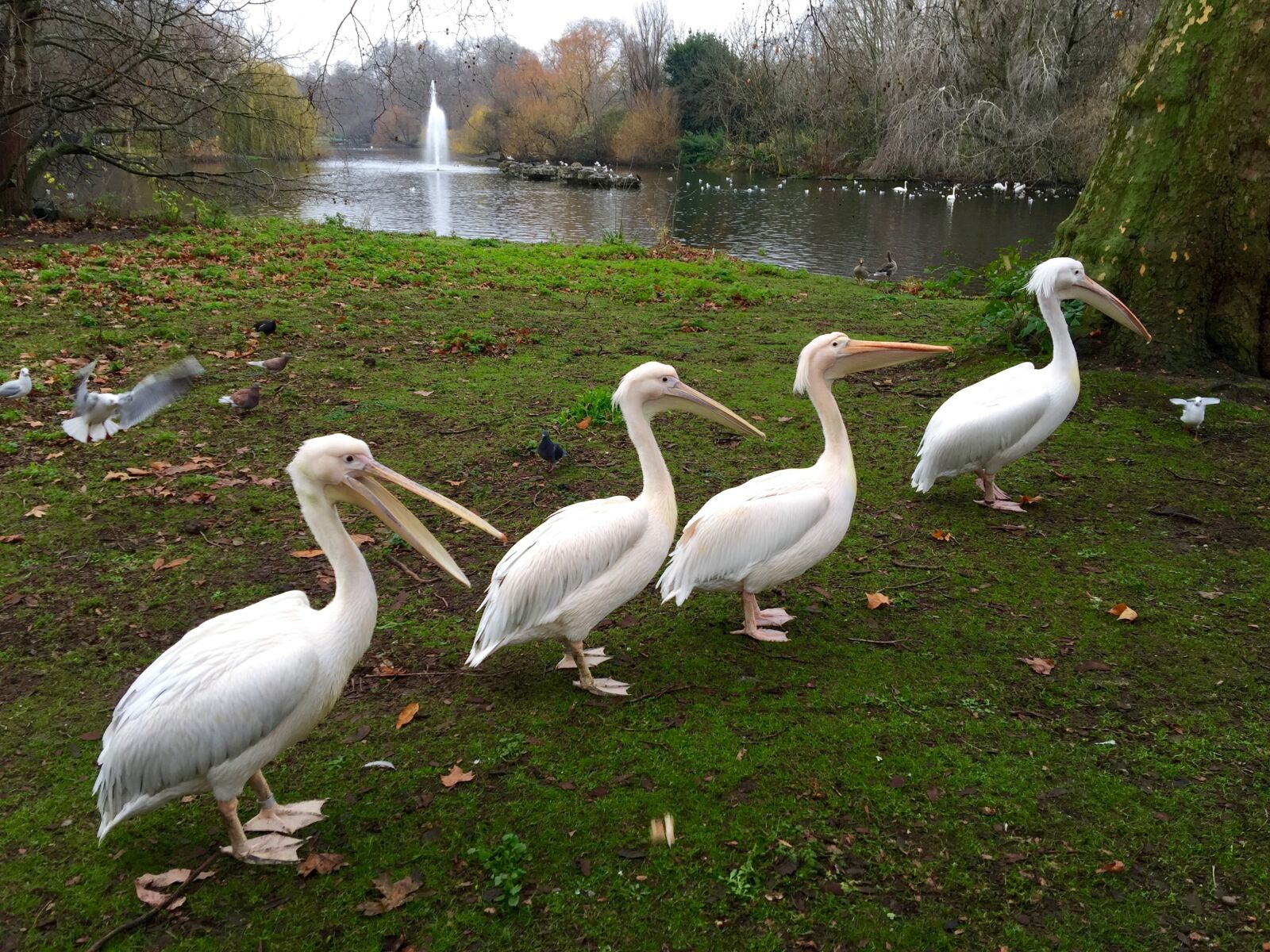 iPhone 6 Plus back camera 4.15mm f/2.2 sample photo. Animals, park, nature photography