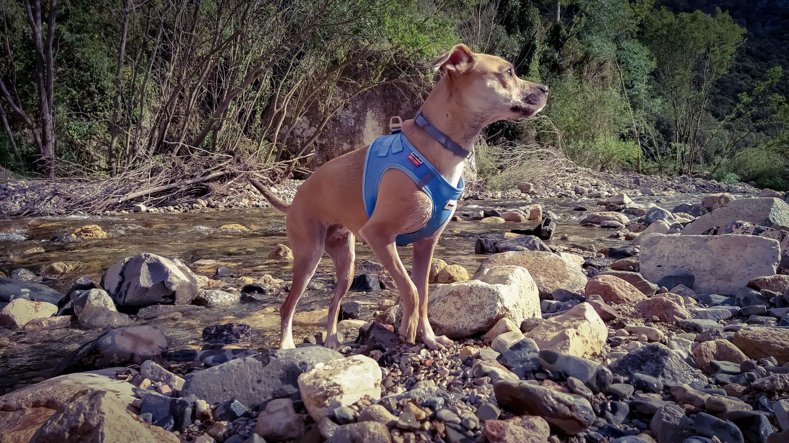 Xiaomi Mi A3 sample photo. Dog, pet, pitbull photography