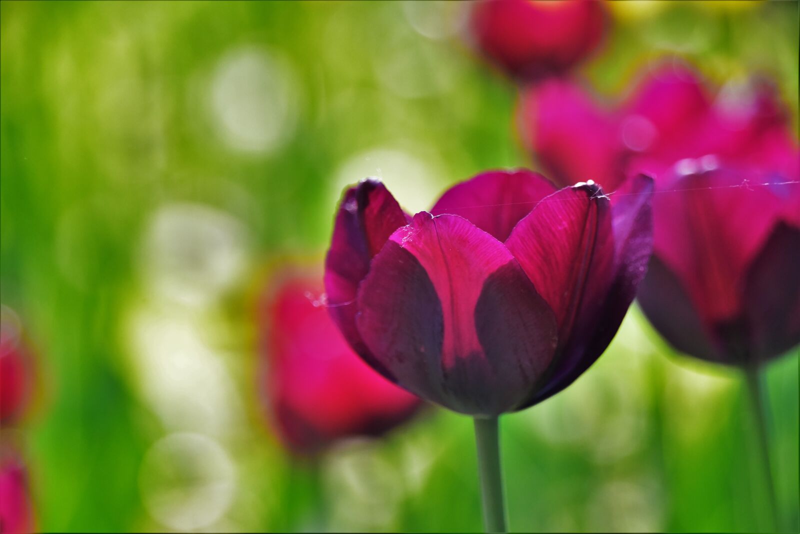 Nikon D810 sample photo. Tulip, flowers and plants photography