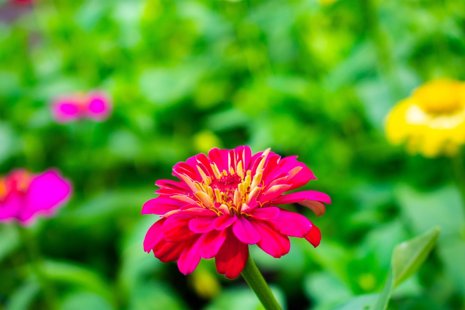 Nikon D3400 sample photo. Flowers, nature, green photography