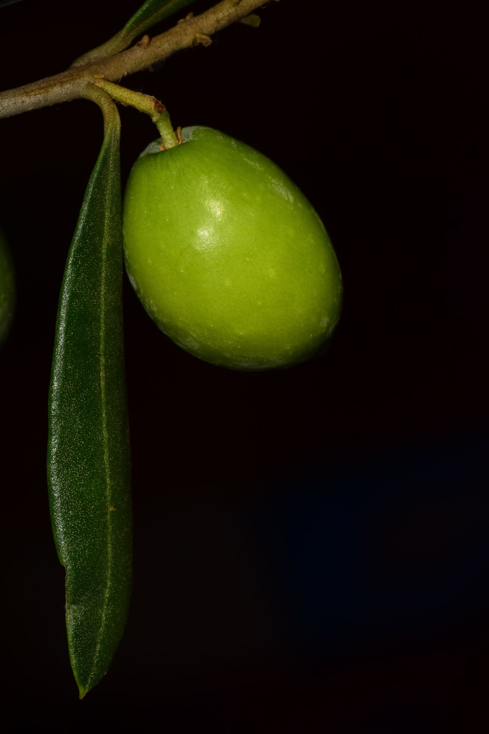 Nikon D3300 sample photo. Olive, nocellara, nocellara olive photography