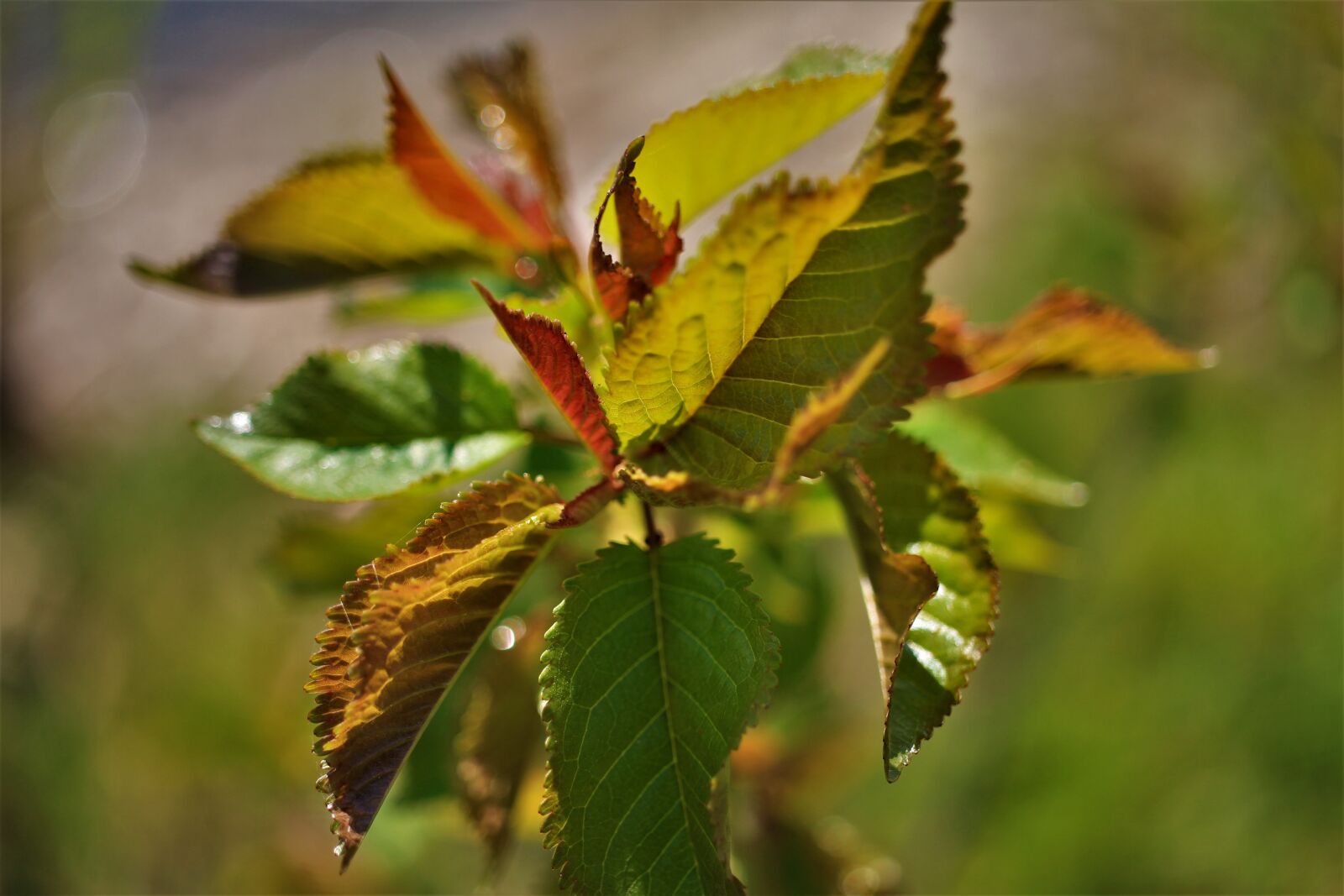 Canon EOS 7D sample photo. Flower, plant, leaves photography