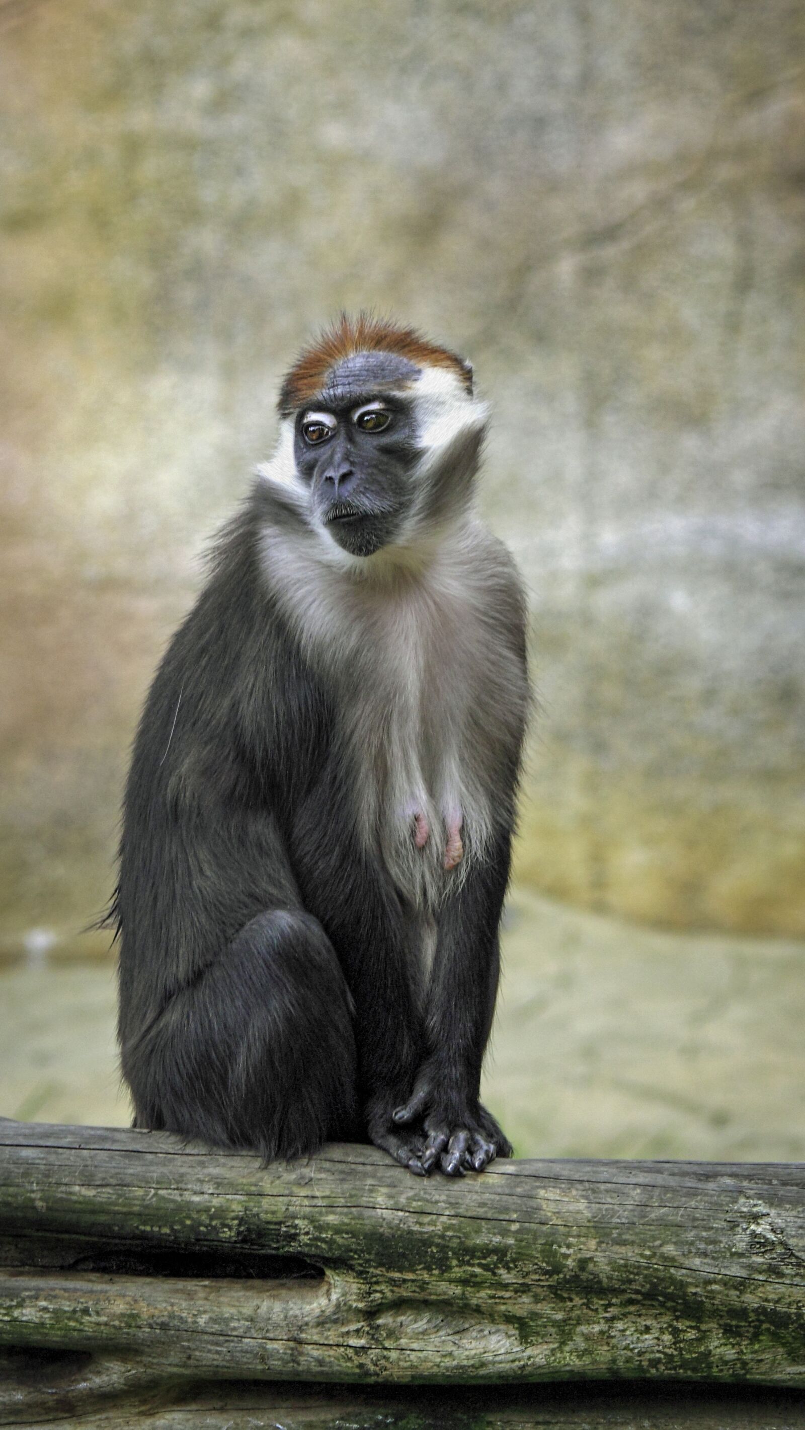 Canon EOS 500D (EOS Rebel T1i / EOS Kiss X3) sample photo. Monkey, female, eyes photography