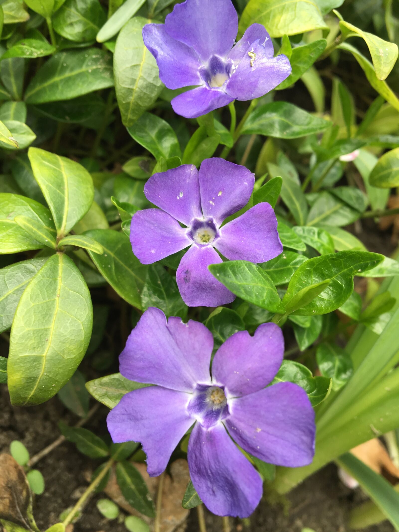 Apple iPhone 6s sample photo. Flower, garden, flora photography