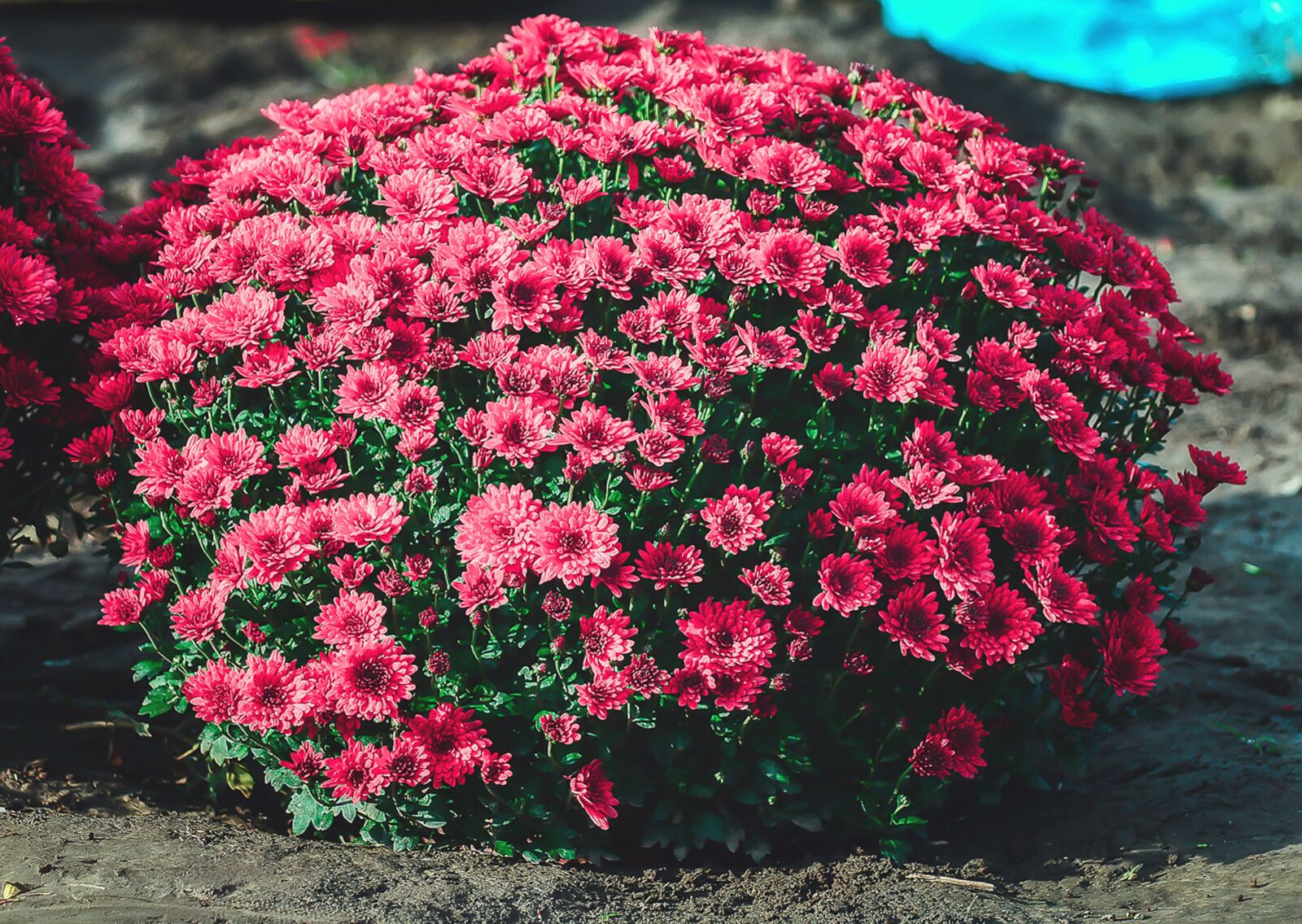 Nikon D3200 sample photo. Chrysanthemum, flowers, flower photography