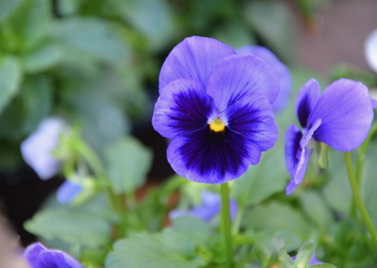 Nikon D5200 sample photo. Flower, plant, flowers photography