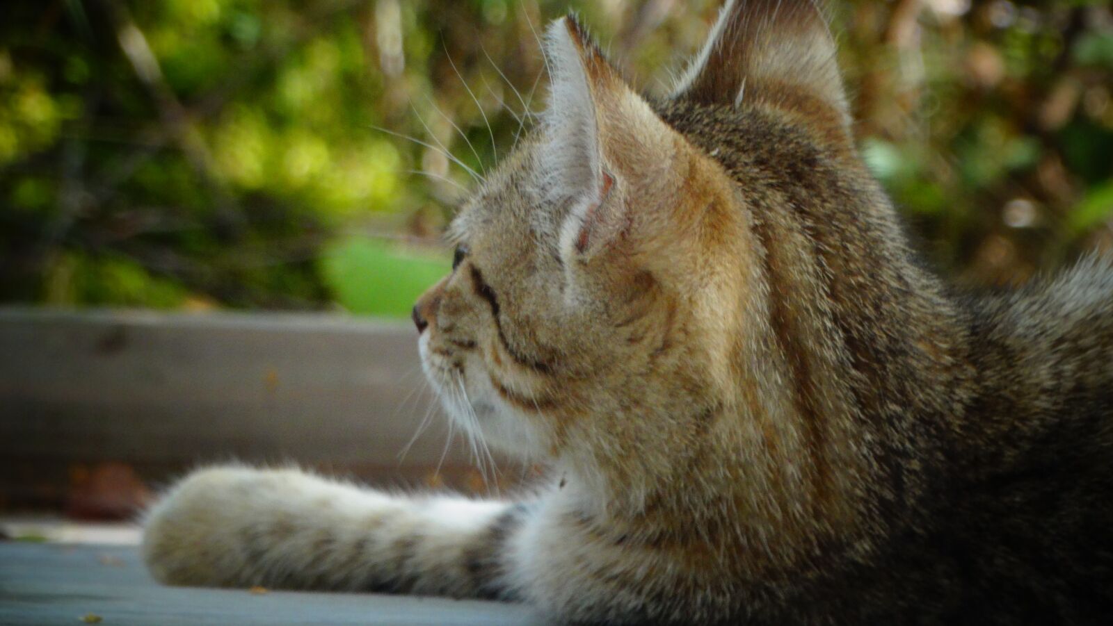 Sony Cyber-shot DSC-HX300 sample photo. Cat, kitten, pet photography