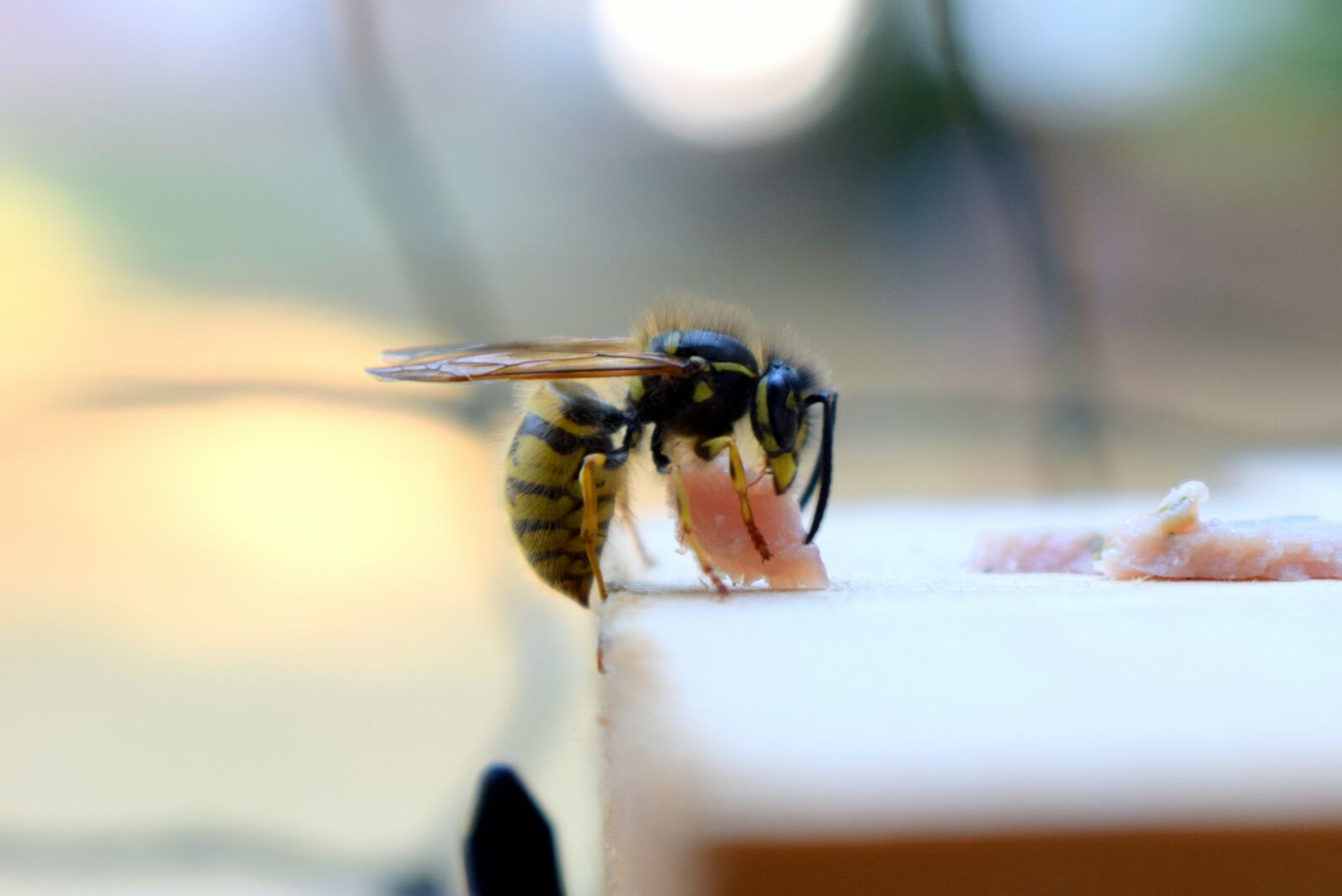 Nikon D5300 sample photo. Insect, wasp, prey photography