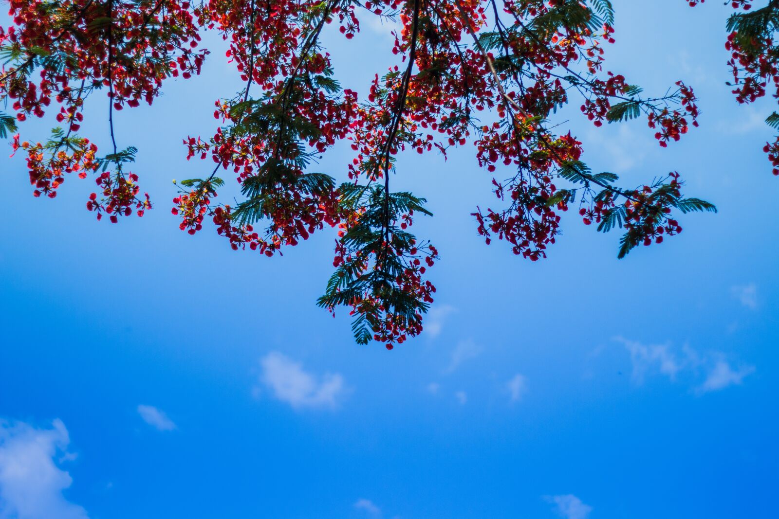 Canon EOS 70D + Canon EF 50mm F1.8 II sample photo. Tree, red, flowers photography