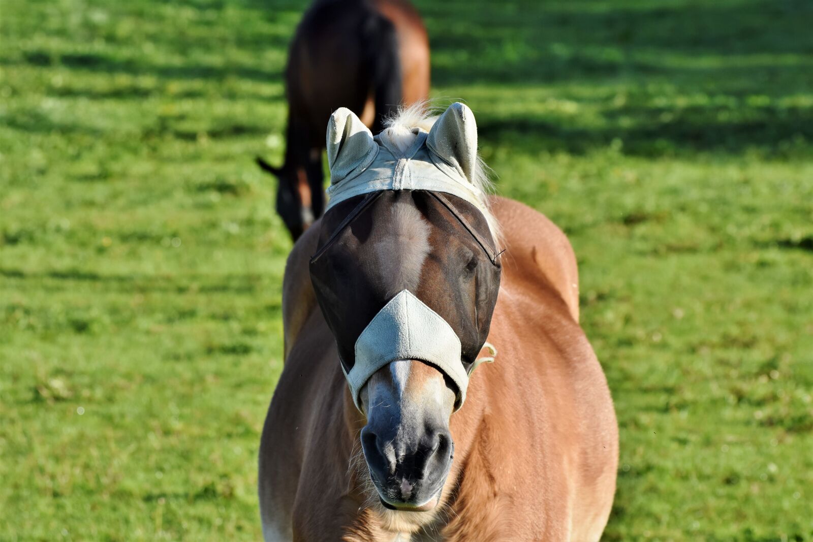 Nikon D7200 sample photo. Horse, flying hat, fly photography