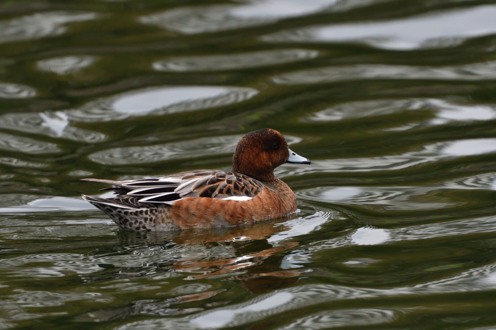 Nikon D500 sample photo. Pond, lake, wild animals photography