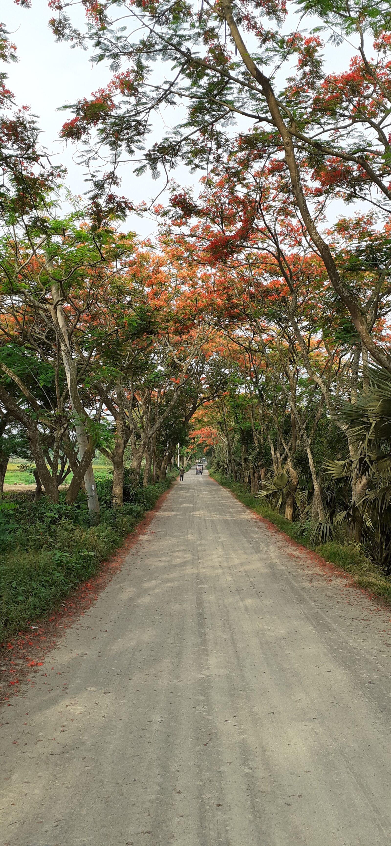 Samsung SM-M205F sample photo. Royal poinciana, beautiful road photography