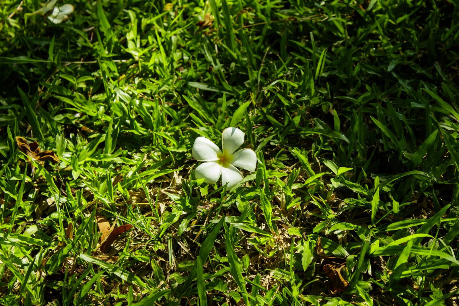 Canon EOS 1300D (EOS Rebel T6 / EOS Kiss X80) sample photo. Porcelain, flower, white photography
