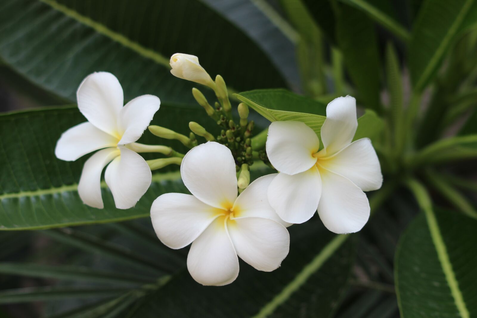 Canon EF 70-300 F4-5.6 IS II USM sample photo. Leaves, flowers, white photography