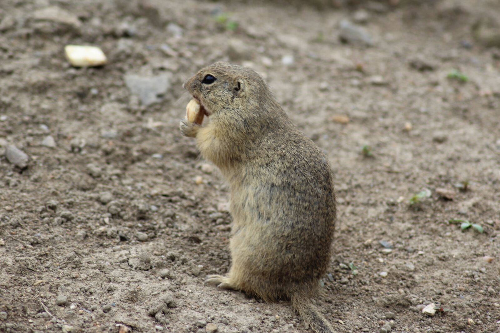 Canon EOS 1200D (EOS Rebel T5 / EOS Kiss X70 / EOS Hi) sample photo. Gopher, zoo deep, zoo photography