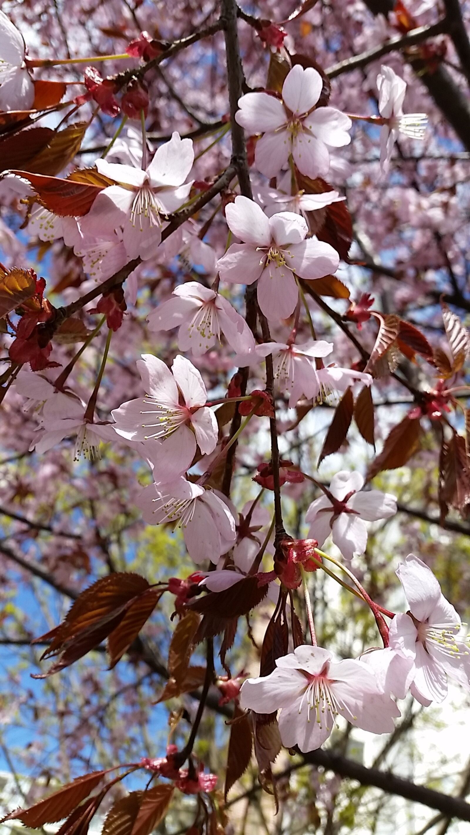 Samsung Galaxy S5 sample photo. Flower, cherry, tree photography