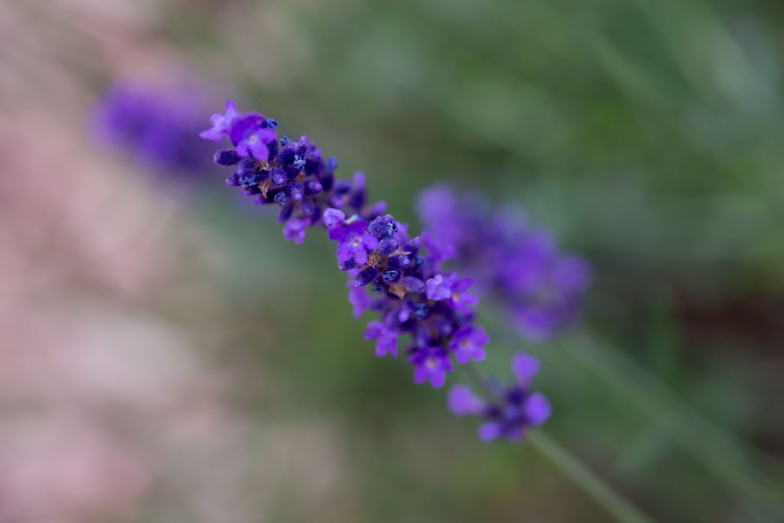 Canon EOS-1D X sample photo. Lavender, nature, garden photography