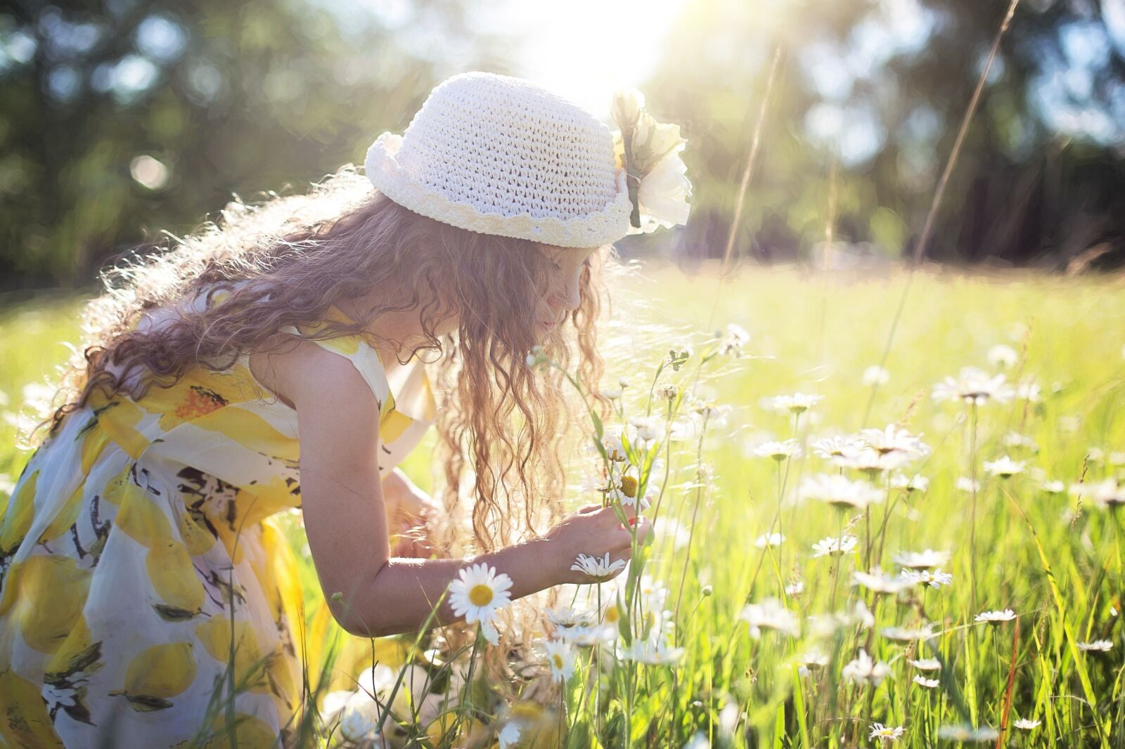Canon EF 50mm F1.4 USM sample photo. Picking flowers, daisies, little photography