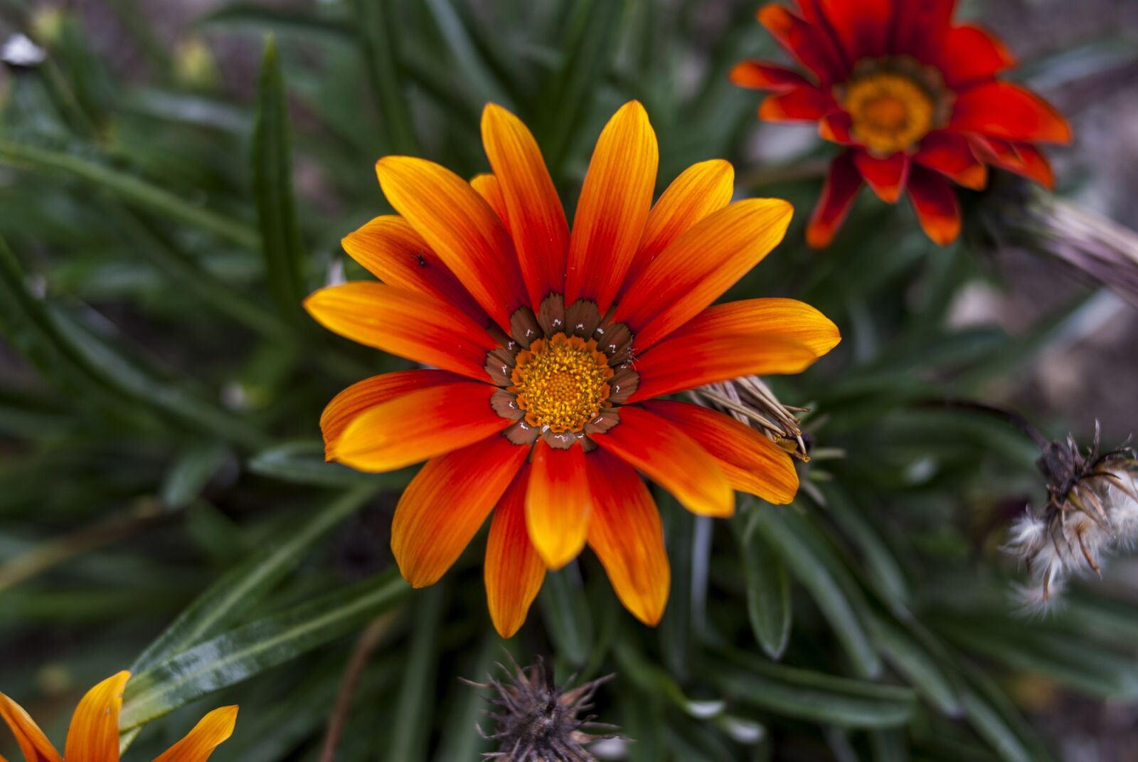 Nikon D60 sample photo. Nature, plant, flower photography