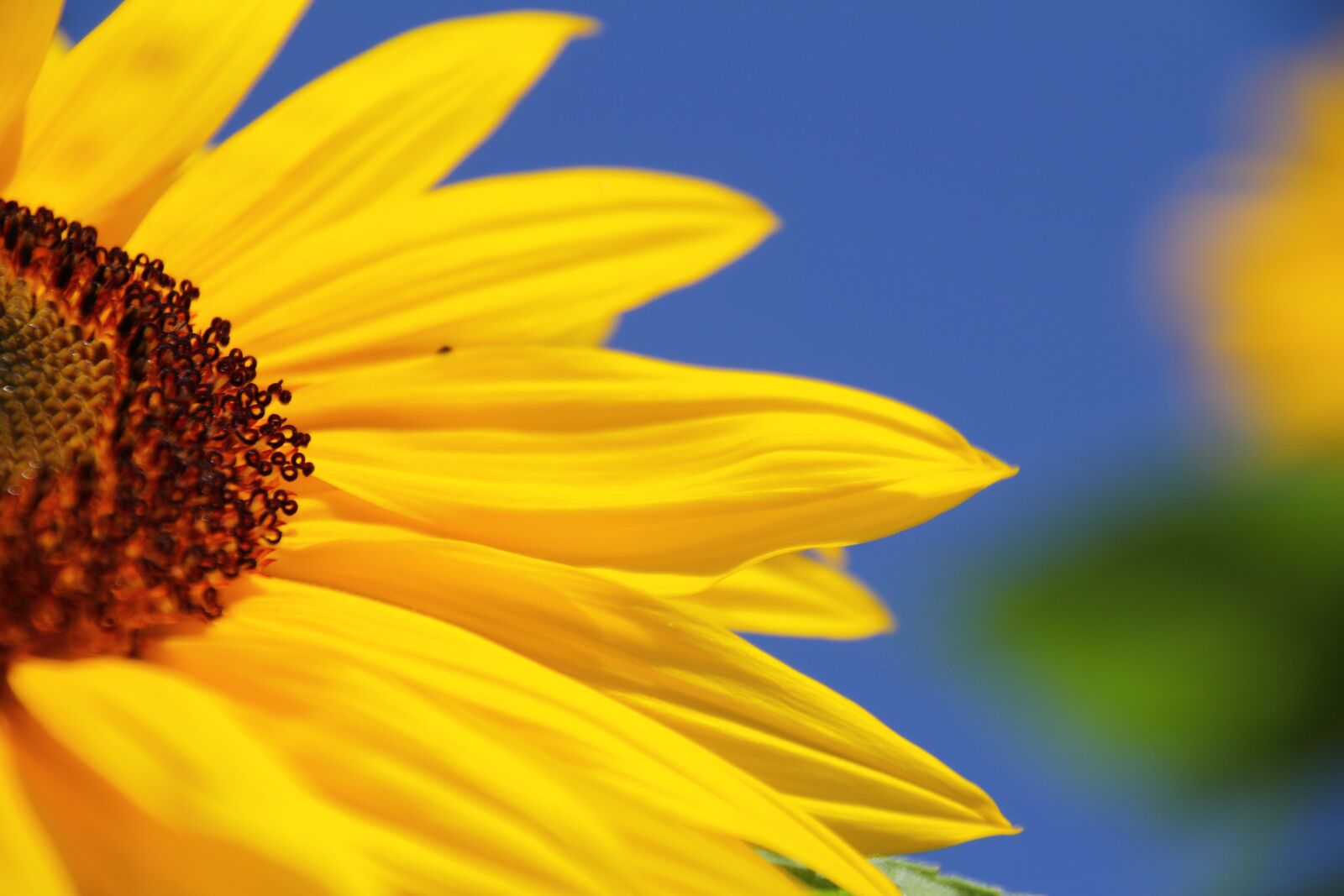 Canon EOS 7D sample photo. Sunflower, summer, flower photography