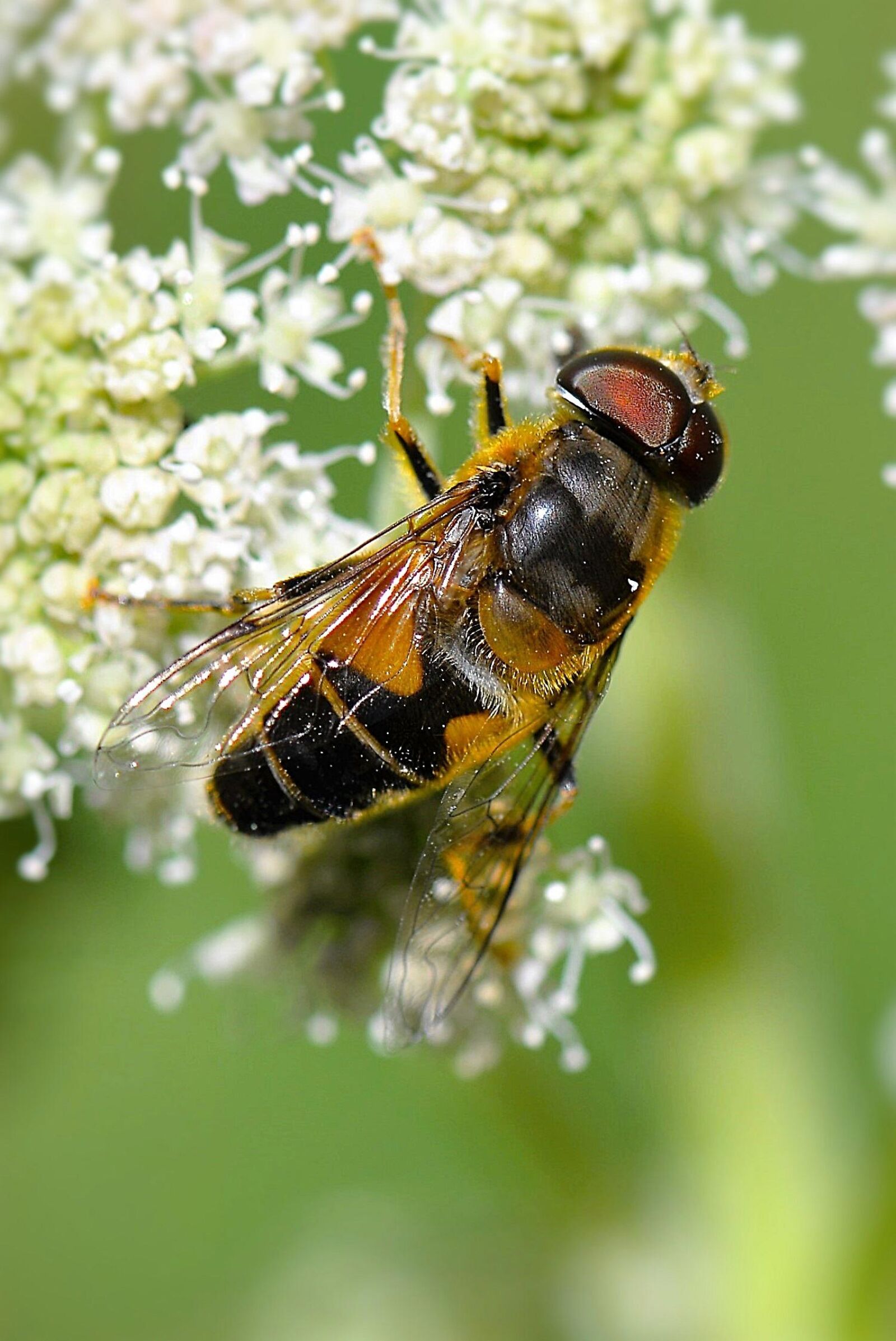 Nikon D610 sample photo. Mist bee, macro, insect photography