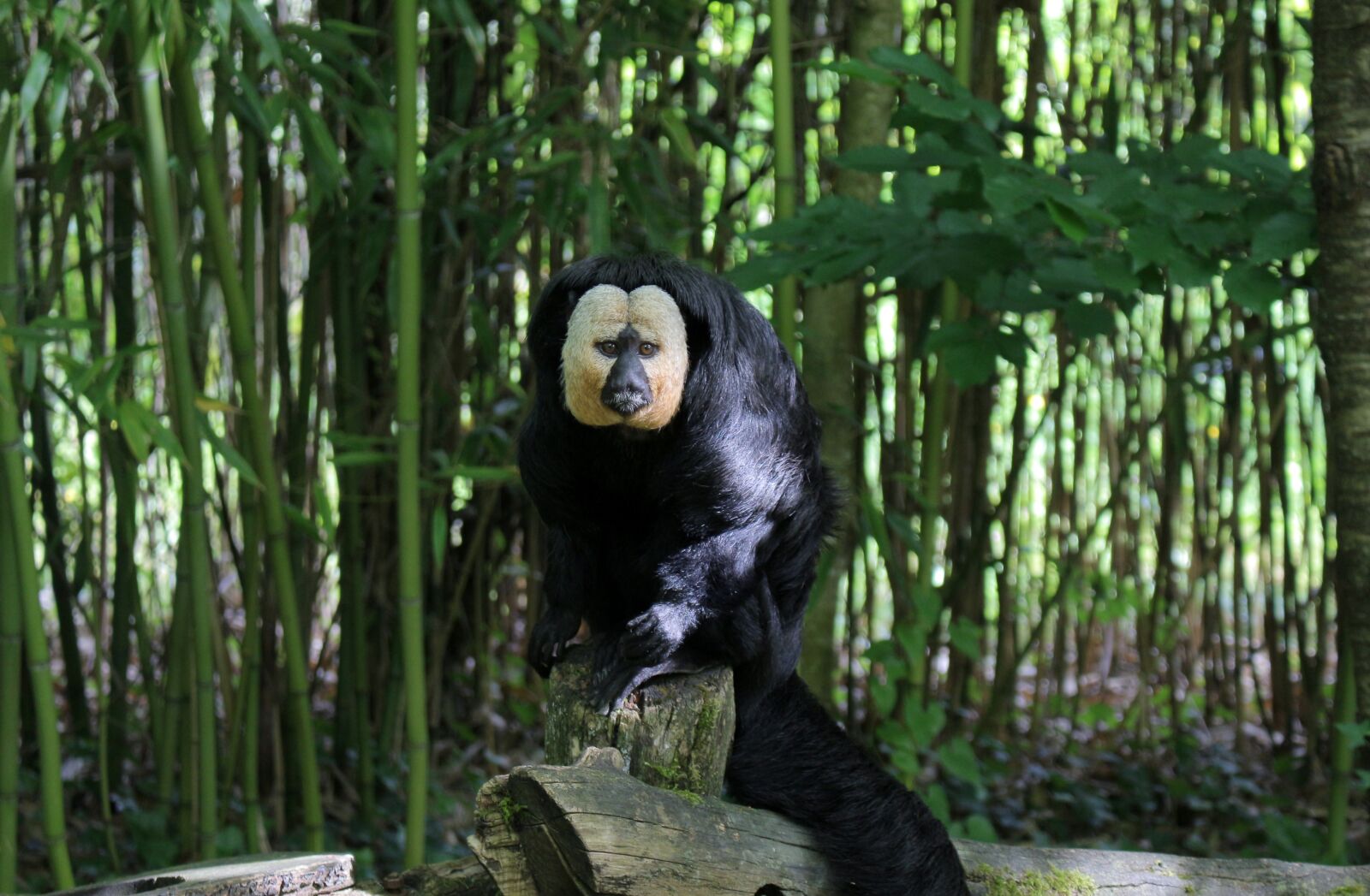 Canon EOS 700D (EOS Rebel T5i / EOS Kiss X7i) sample photo. Monkey, zoo, france photography