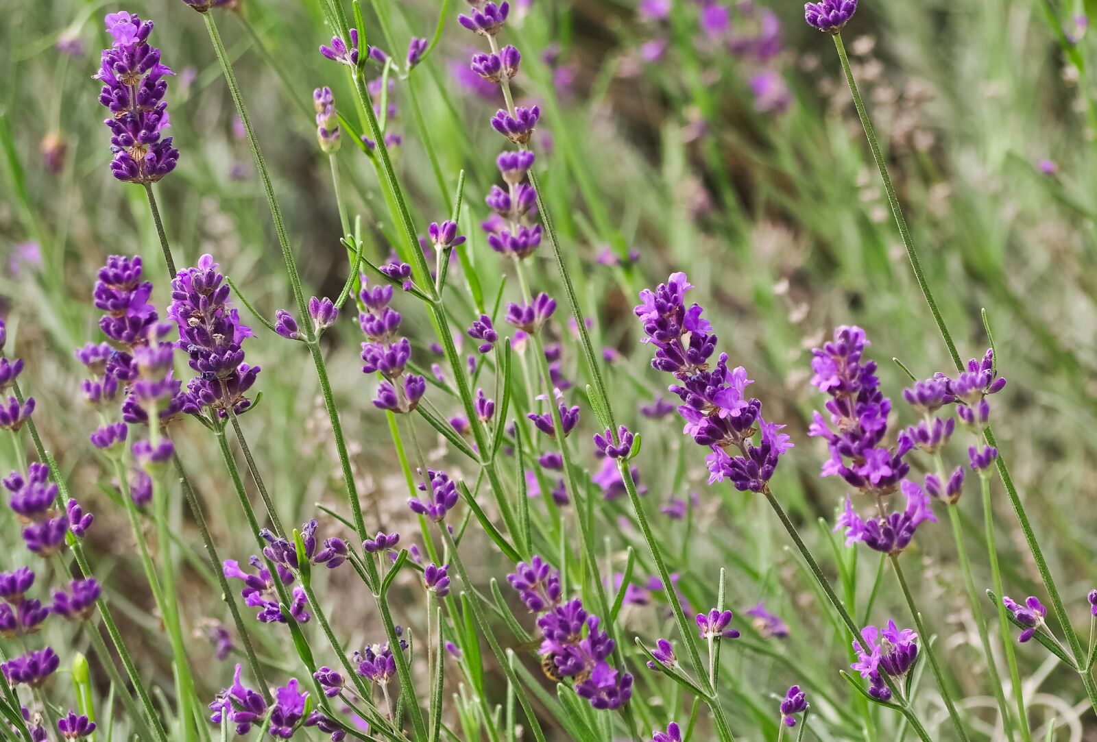 Olympus OM-D E-M10 sample photo. Plant, lavender, flowers photography