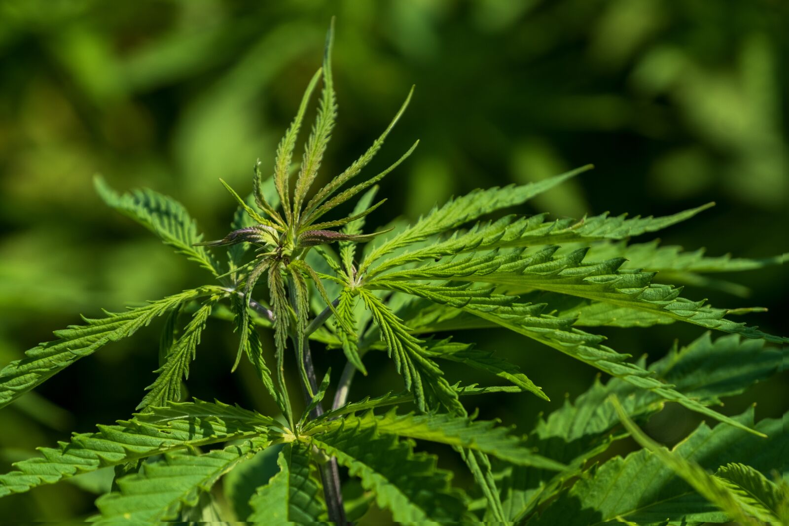 Fujifilm X-T3 sample photo. Hemp, cannabis, nature photography