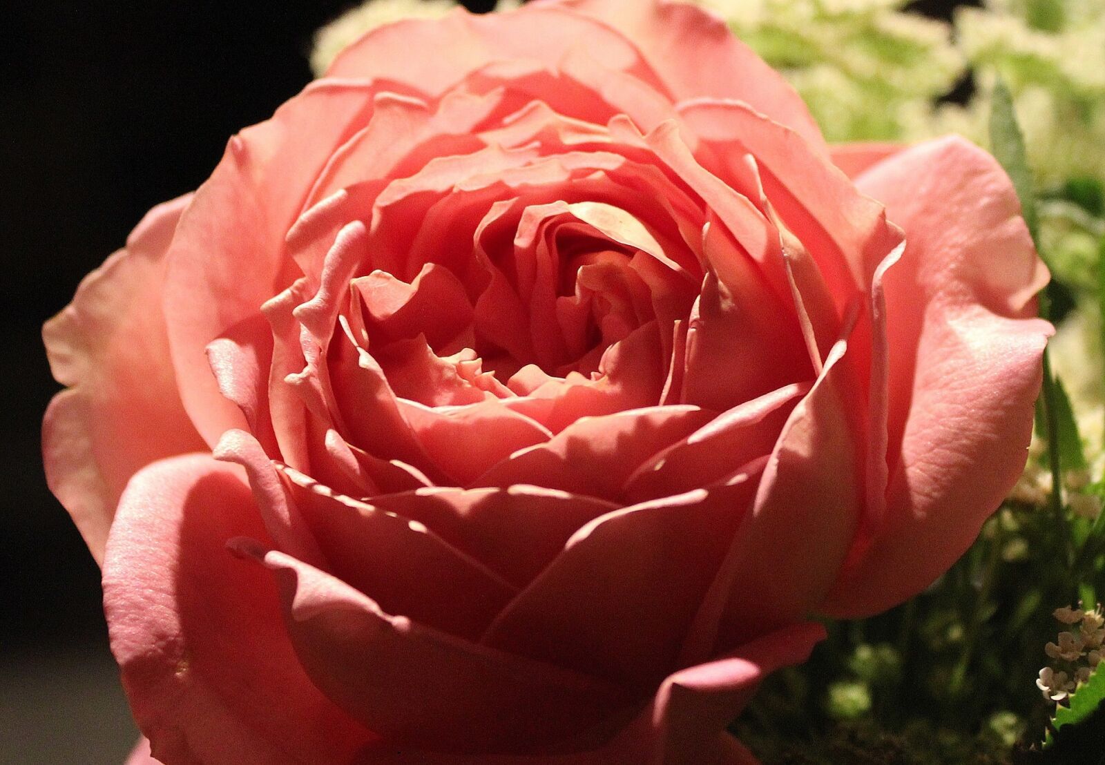Canon EOS 550D (EOS Rebel T2i / EOS Kiss X4) sample photo. Rose, pink, flower photography