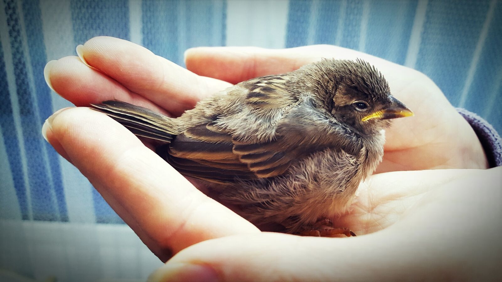 Samsung Galaxy S6 sample photo. Sparrow, bird, macro photography