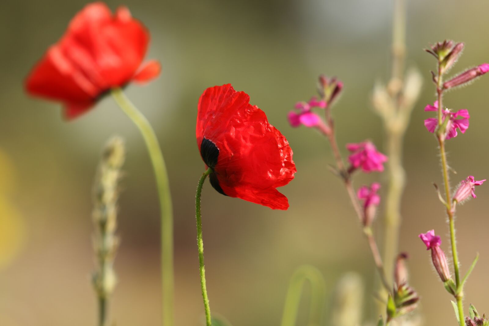 Canon EOS 7D Mark II sample photo. Poppies, flowers, field photography