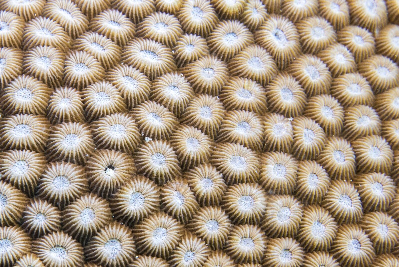 Panasonic Lumix DMC-LX100 sample photo. Anemone, diving, zanzibar photography