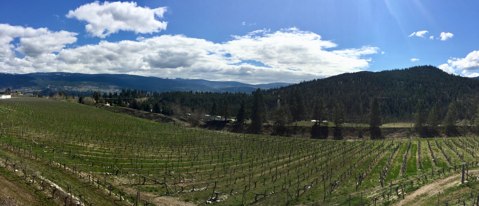 iPhone 6 back camera 4.15mm f/2.2 sample photo. Vineyard, panorama, landscape photography