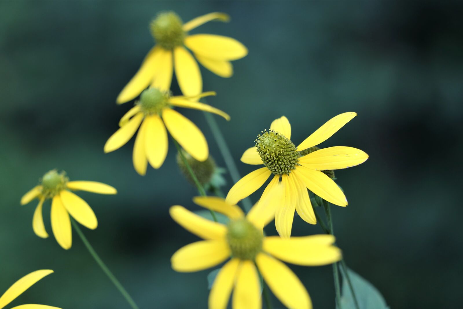Canon EF 70-300 F4-5.6 IS II USM sample photo. Arnica, plant, flower photography