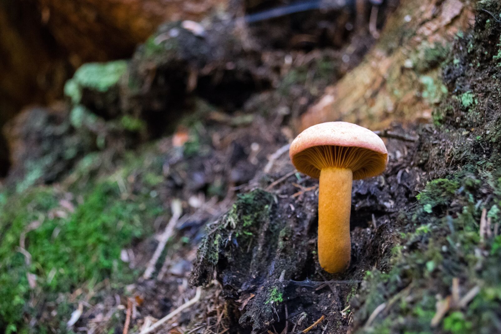 Nikon D5300 sample photo. Mushroom, orange, false chanterelle photography