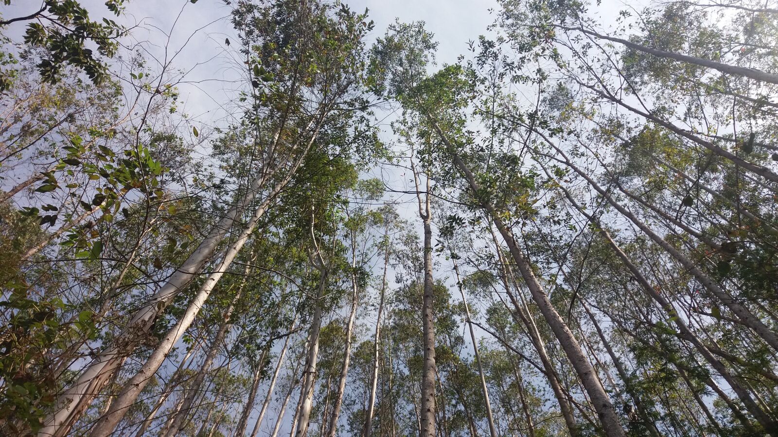 Samsung Galaxy J5 sample photo. Wild, love, landscape photography