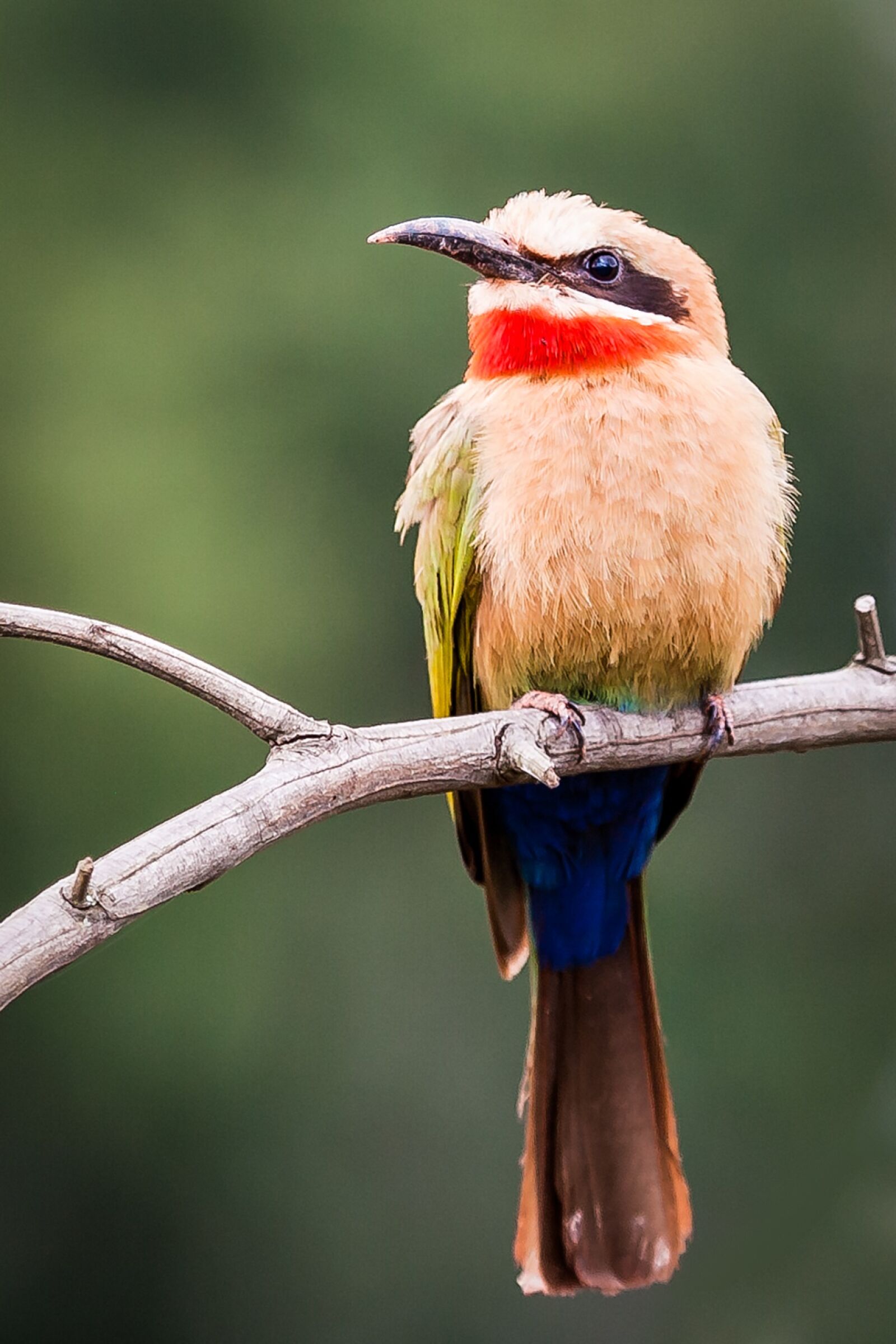 Canon EOS-1D Mark II N sample photo. White-fronted bee-eater, eye, looking photography