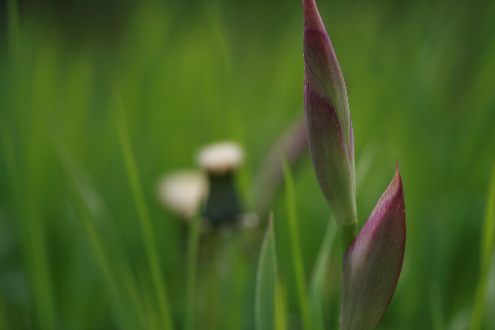 Canon EOS 400D (EOS Digital Rebel XTi / EOS Kiss Digital X) sample photo. Bud, lily, garden photography
