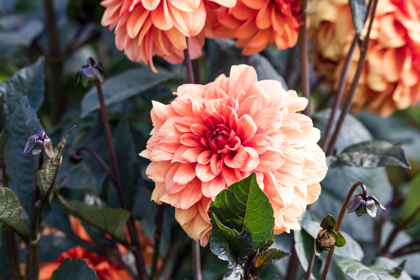 Canon EF-S 55-250mm F4-5.6 IS STM sample photo. Dahlia, flower, blossom photography