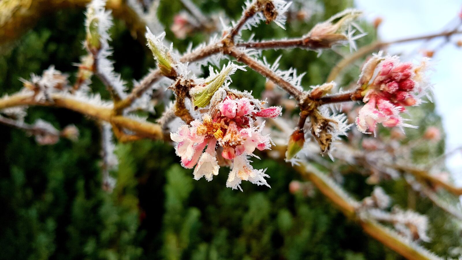 Samsung Galaxy S7 Edge sample photo. Winter, hoarfrost, frost photography