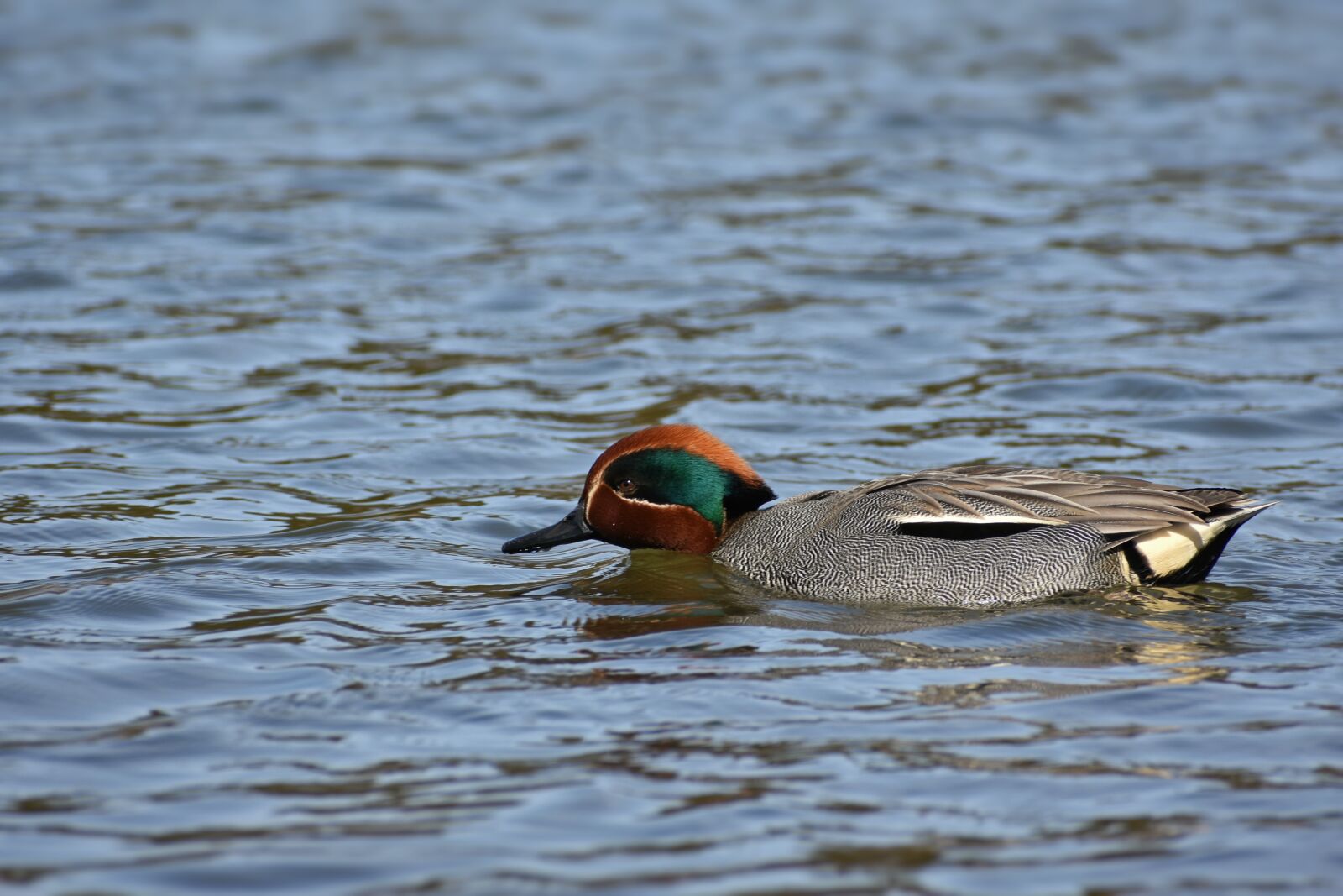 Nikon D7200 sample photo. Animal, lake, waterside photography