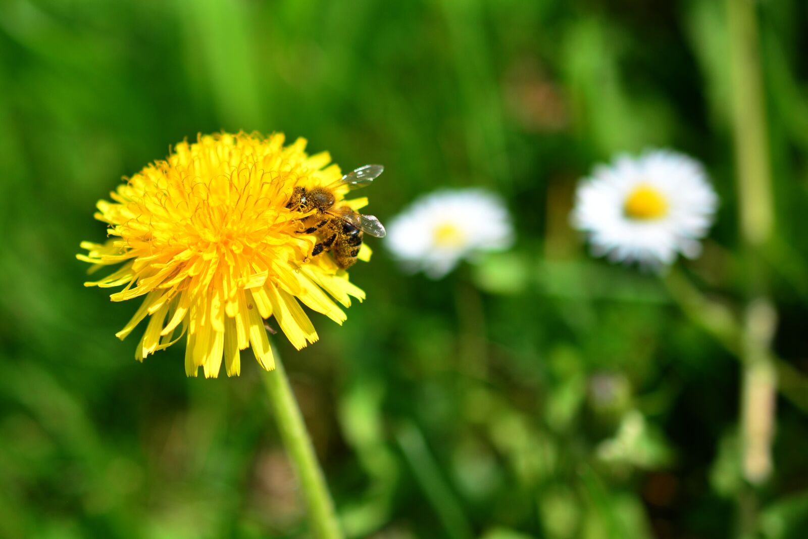 Nikon D5200 sample photo. Dandelion, bee, sprinkle photography